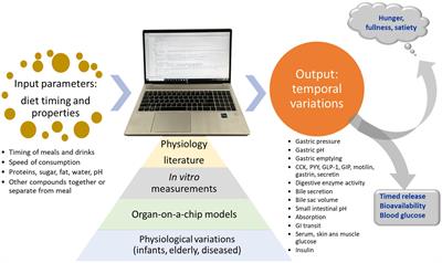 Computer modeling of digestive processes in the alimentary tract and their physiological regulation mechanisms: closing the gap between digestion models and in vivo behavior